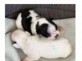 6 chiots Bouledogues Français femelles LOF à réserver