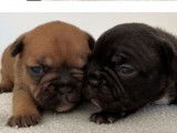 6 chiots Bouledogues Français femelles LOF à réserver