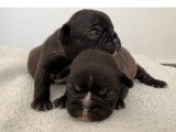 6 chiots Bouledogues Français femelles LOF à réserver