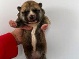 À réserver 7 chiots Akita Inus LOF, 6 femelles et 1 mâle