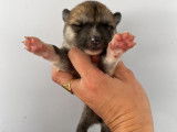 À réserver 7 chiots Akita Inus LOF, 6 femelles et 1 mâle