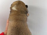 À réserver 7 chiots Akita Inus LOF, 6 femelles et 1 mâle