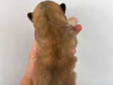 À réserver 7 chiots Akita Inus LOF, 6 femelles et 1 mâle