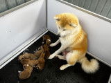 À réserver 7 chiots Akita Inus LOF, 6 femelles et 1 mâle