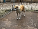 À réserver 7 chiots Akita Inus LOF, 6 femelles et 1 mâle