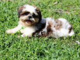 Chiots shih tzu