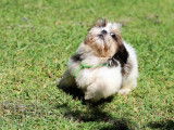 Chiots shih tzu
