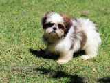 Chiots shih tzu