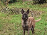 10 chiots Bergers Belges Malinois LOF &agrave; r&eacute;server