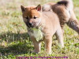 À vendre 2 chiots femelles LOF Shiba Inus fauves