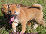 À vendre 2 chiots femelles LOF Shiba Inus fauves