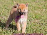 À vendre 2 chiots femelles LOF Shiba Inus fauves
