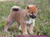À vendre 2 chiots femelles LOF Shiba Inus fauves