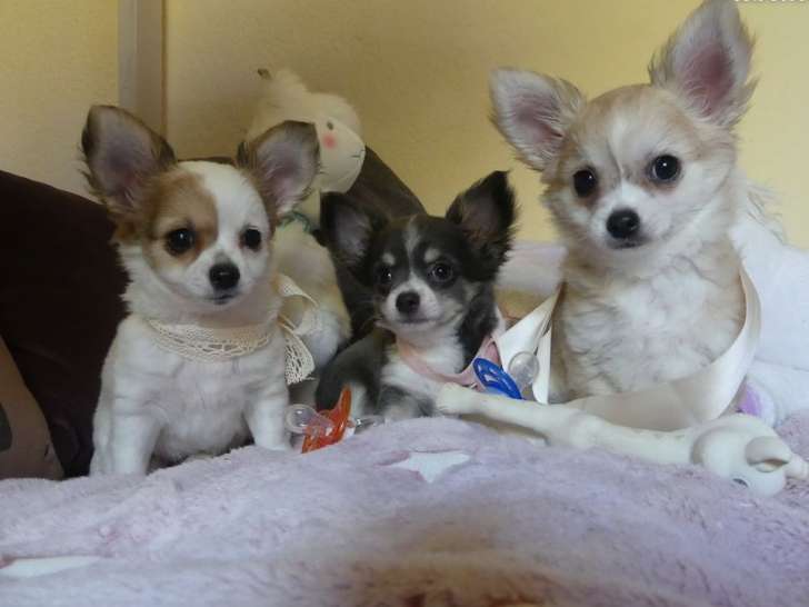 À vendre : 3 chiots Chihuahuas femelles (non LOF)