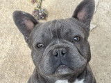 Un chien Bouledogue Français exotique bleu non LOF disponible pour saillie