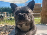 Un chien Bouledogue Français exotique bleu non LOF disponible pour saillie