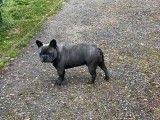 Un chien Bouledogue Français exotique bleu non LOF disponible pour saillie
