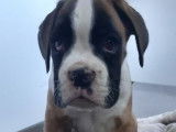 Vente d’un chiot Boxer mâle fauve panaché blanc (LOF)