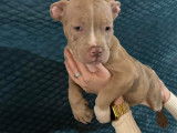 Chiot American Bully pocket &agrave; vendre