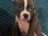 Chiot American Bully pocket &agrave; vendre