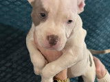Chiot American Bully pocket &agrave; vendre