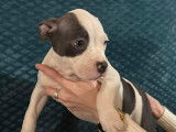 Chiot American Bully pocket &agrave; vendre