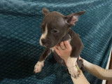 Chiot American Bully pocket &agrave; vendre