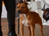 À vendre : 1 chien Staffie mâle fauve pan blanc âgé de 4 ans (LOF)