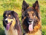 Vente d’une chienne Berger Allemand, noir et fauve bringé, de 4 ans (LOF)