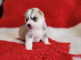 7 chiots Huskies LOF au pelage gris et blanc à acheter