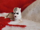 7 chiots Huskies LOF au pelage gris et blanc à acheter