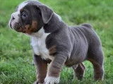 2 chiots Old English Bulldogs non LOF à vendre