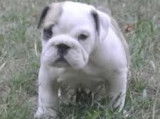 2 chiots Old English Bulldogs non LOF à vendre