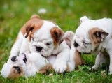 2 chiots Old English Bulldogs non LOF à vendre