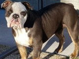 2 chiots Old English Bulldogs non LOF à vendre
