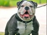 2 chiots Old English Bulldogs non LOF à vendre