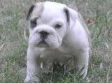 &Agrave; r&eacute;server 8 chiots Old English Bulldogs non LOF