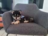 Un chiot femelle Pomsky bicolore non LOF à acheter