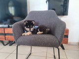 Un chiot femelle Pomsky bicolore non LOF à acheter