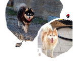 Un chiot femelle Pomsky bicolore non LOF à acheter