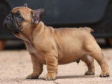 3 chiots m&acirc;les Bouledogues Fran&ccedil;ais fauves LOF disponibles