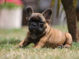 3 chiots m&acirc;les Bouledogues Fran&ccedil;ais fauves LOF disponibles