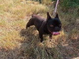 Un chiot Bouledogue Français femelle chocolat non LOF disponible