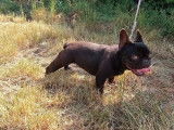 Un chiot Bouledogue Français femelle chocolat non LOF disponible