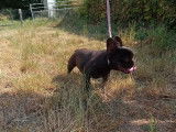 Un chiot Bouledogue Français femelle chocolat non LOF disponible