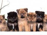 &Agrave; r&eacute;server 5 chiots Spitz Allemands non LOF