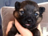 &Agrave; r&eacute;server 5 chiots Spitz Allemands non LOF