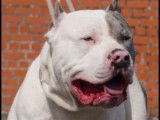Chien m&acirc;le American Bully XXL d&rsquo;un an non LOF disponible &agrave; la saillie