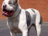 Chien m&acirc;le American Bully XXL d&rsquo;un an non LOF disponible &agrave; la saillie
