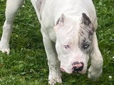 Chien m&acirc;le American Bully XXL d&rsquo;un an non LOF disponible &agrave; la saillie